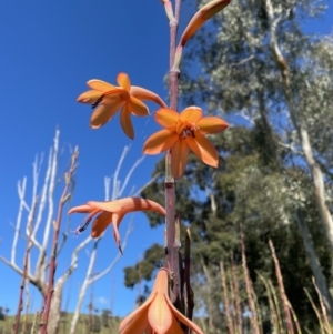 Watsonia meriana var. bulbillifera at Leneva, VIC - 14 Oct 2021 09:57 AM