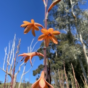 Watsonia meriana var. bulbillifera at Leneva, VIC - 14 Oct 2021