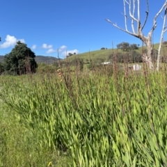 Watsonia meriana var. bulbillifera at Leneva, VIC - 14 Oct 2021 09:57 AM