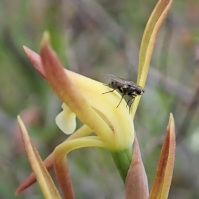 Unidentified Other true fly at Black Mountain - 12 Oct 2021 by CathB