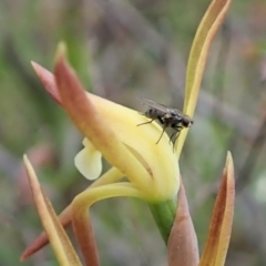 Unidentified Other true fly at Bruce, ACT - 12 Oct 2021 by CathB