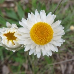 Leucochrysum albicans subsp. tricolor (Hoary Sunray) at Mount Ainslie - 12 Oct 2021 by Christine