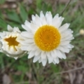 Leucochrysum albicans subsp. tricolor at Pialligo, ACT - 12 Oct 2021