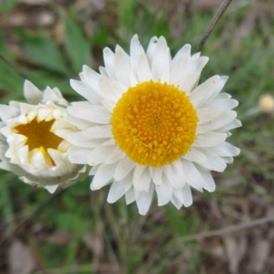 Leucochrysum albicans subsp. tricolor (Hoary Sunray) at Pialligo, ACT - 12 Oct 2021 by Christine
