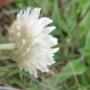 Leucochrysum albicans subsp. tricolor at Pialligo, ACT - 12 Oct 2021