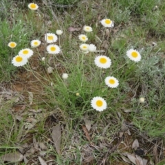 Leucochrysum albicans subsp. tricolor at Pialligo, ACT - 12 Oct 2021