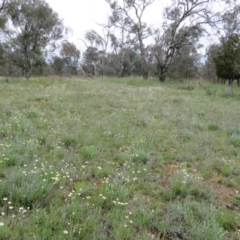 Leucochrysum albicans subsp. tricolor at Pialligo, ACT - 12 Oct 2021