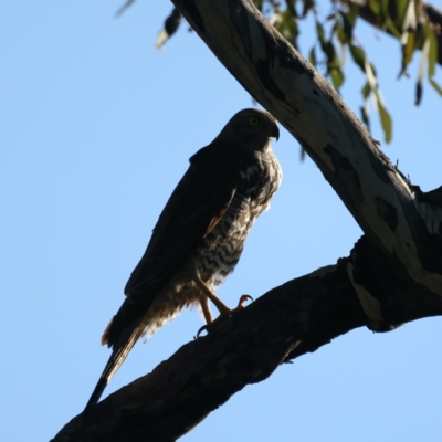 Accipiter fasciatus (Brown Goshawk) at Mount Ainslie - 7 Oct 2021 by jb2602