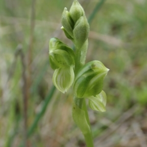 Hymenochilus bicolor (ACT) = Pterostylis bicolor (NSW) at Molonglo Valley, ACT - suppressed