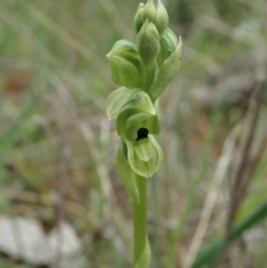 Hymenochilus bicolor (ACT) = Pterostylis bicolor (NSW) at Molonglo Valley, ACT - 12 Oct 2021