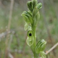 Hymenochilus bicolor (ACT) = Pterostylis bicolor (NSW) at Molonglo Valley, ACT - 12 Oct 2021