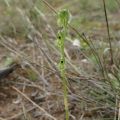 Hymenochilus bicolor (ACT) = Pterostylis bicolor (NSW) at Molonglo Valley, ACT - 12 Oct 2021