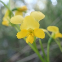 Diuris nigromontana (Black Mountain Leopard Orchid) at Molonglo Valley, ACT - 7 Oct 2021 by CathB