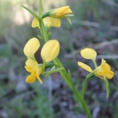 Diuris nigromontana at Point 4598 - 7 Oct 2021