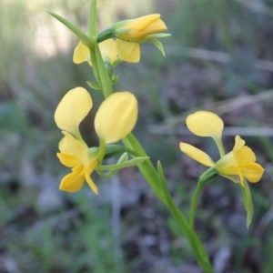 Diuris nigromontana at Point 4598 - 7 Oct 2021