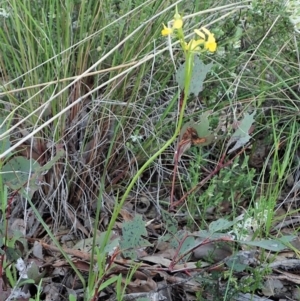 Diuris nigromontana at Point 4598 - 7 Oct 2021