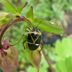 Commius elegans (Cherry Ballart Shield Bug) at Wingecarribee Local Government Area - 14 Oct 2021 by Curiosity