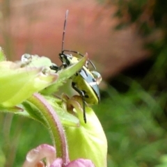 Commius elegans at Braemar, NSW - 14 Oct 2021