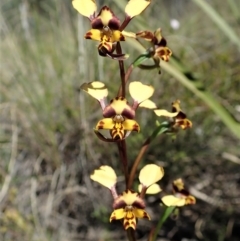 Diuris nigromontana (Black mountain leopard orchid) at Cook, ACT - 7 Oct 2021 by CathB