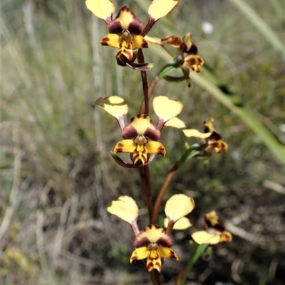 Diuris nigromontana (Black Mountain Leopard Orchid) at Aranda Bushland - 7 Oct 2021 by CathB