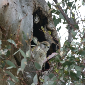 Falco cenchroides at Kenny, ACT - suppressed