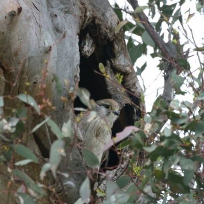 Falco cenchroides (Nankeen Kestrel) at Kenny, ACT - 12 Oct 2021 by jb2602