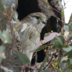 Falco cenchroides at Kenny, ACT - suppressed