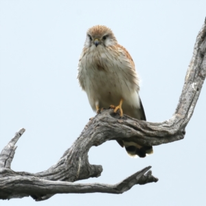 Falco cenchroides at Kenny, ACT - suppressed