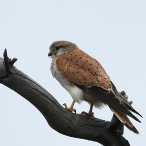 Falco cenchroides at Kenny, ACT - 12 Oct 2021