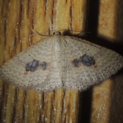 Epicyme rubropunctaria (Red-spotted Delicate) at Pollinator-friendly garden Conder - 1 Oct 2021 by michaelb