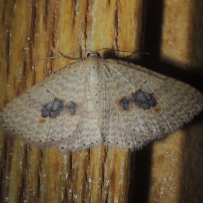 Epicyme rubropunctaria (Red-spotted Delicate) at Conder, ACT - 1 Oct 2021 by MichaelBedingfield