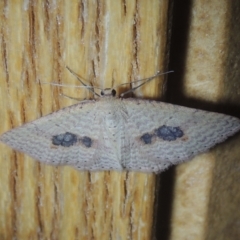 Epicyme rubropunctaria at Conder, ACT - 1 Oct 2021