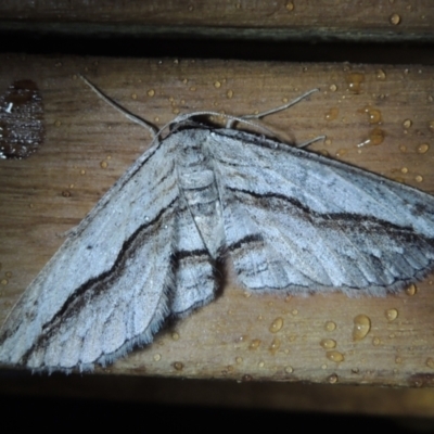 Euphronarcha luxaria (Striated Bark Moth) at Conder, ACT - 30 Sep 2021 by MichaelBedingfield