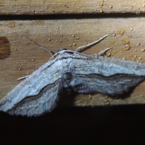 Euphronarcha luxaria at Conder, ACT - 30 Sep 2021 11:58 PM