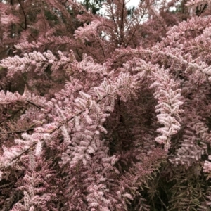 Tamarix ramosissima at O'Connor, ACT - 12 Oct 2021 08:30 AM