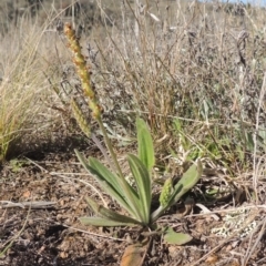 Plantago varia (Native Plaintain) at Theodore, ACT - 22 Sep 2021 by MichaelBedingfield