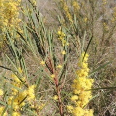 Acacia boormanii (Snowy River Wattle) at Theodore, ACT - 22 Sep 2021 by MichaelBedingfield