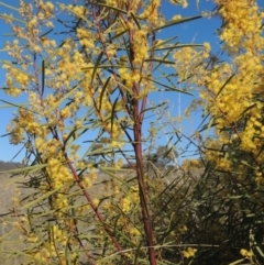 Acacia boormanii at Theodore, ACT - 22 Sep 2021 03:37 PM