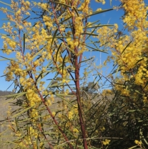 Acacia boormanii at Theodore, ACT - 22 Sep 2021