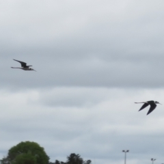 Himantopus leucocephalus (Pied Stilt) at Fyshwick, ACT - 12 Oct 2021 by Christine