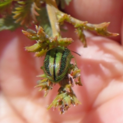 Calomela (genus) (Acacia leaf beetle) at Coree, ACT - 11 Oct 2021 by Christine