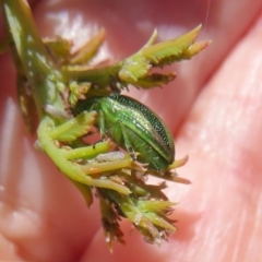 Calomela sp. (genus) at Coree, ACT - 11 Oct 2021