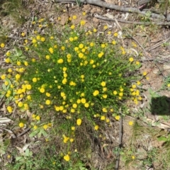 Calotis lappulacea (Yellow Burr Daisy) at Coree, ACT - 11 Oct 2021 by Christine