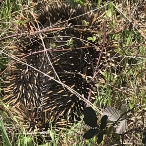 Tachyglossus aculeatus at Paddys River, ACT - 9 Oct 2021