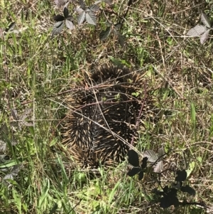 Tachyglossus aculeatus at Paddys River, ACT - 9 Oct 2021