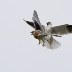 Elanus axillaris (Black-shouldered Kite) at Goorooyarroo NR (ACT) - 12 Oct 2021 by trevsci