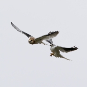 Elanus axillaris at Throsby, ACT - 12 Oct 2021