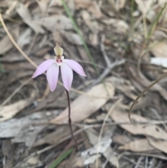 Caladenia fuscata (Dusky Fingers) at Molonglo Valley, ACT - 15 Sep 2021 by DGilbert