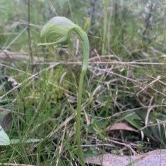 Pterostylis nutans (Nodding Greenhood) at Black Mountain - 15 Sep 2021 by DGilbert