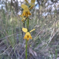 Diuris nigromontana (Black Mountain Leopard Orchid) at Acton, ACT - 4 Oct 2021 by DGilbert
